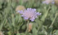 img42