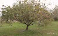 img20