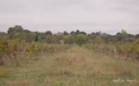 img29