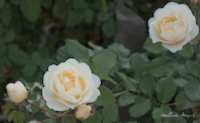 img22