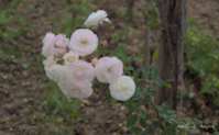 img25